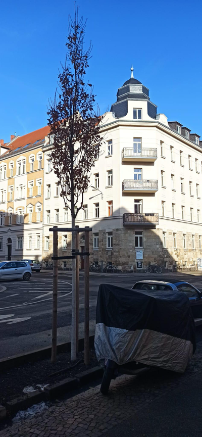 Baum vor einem Eckhaus