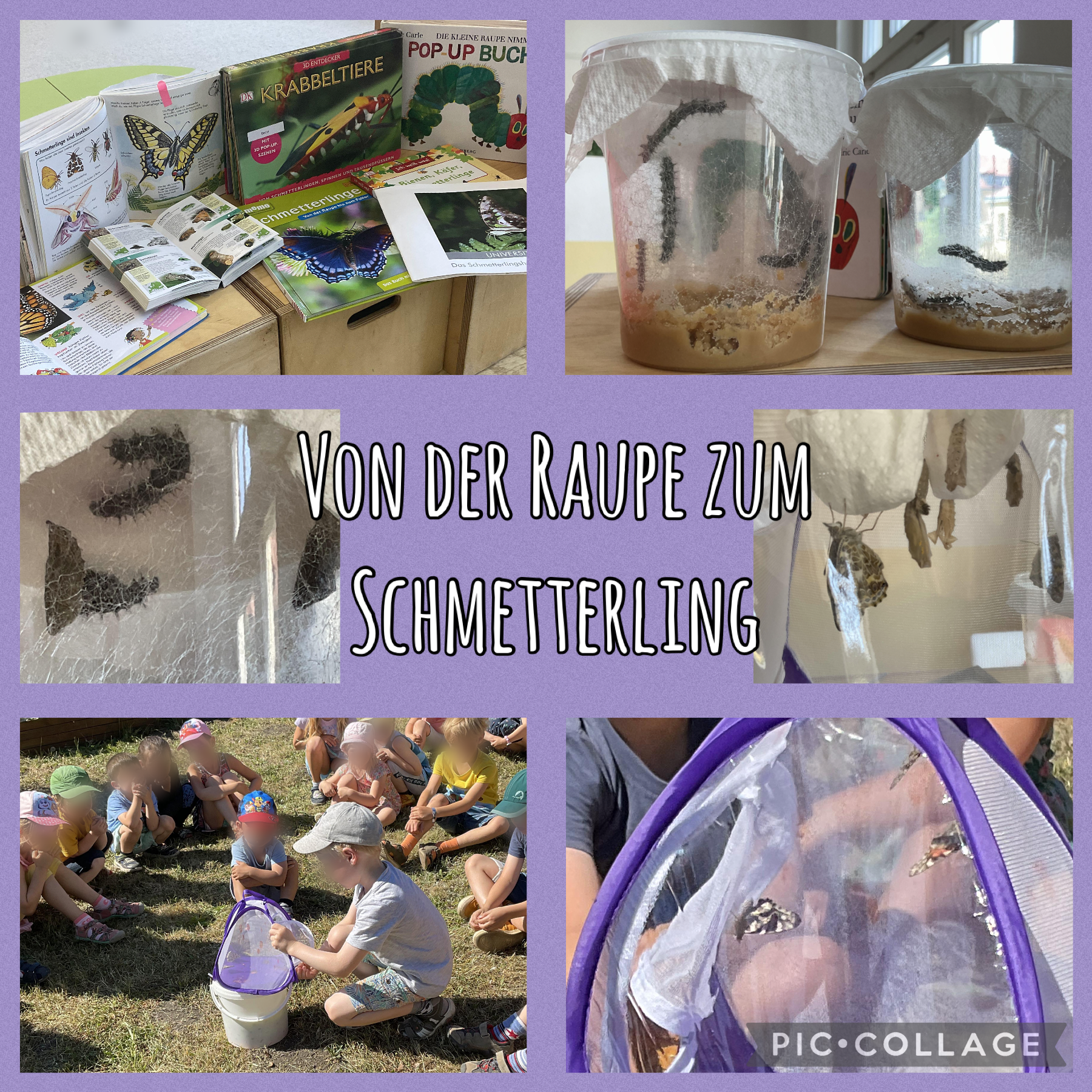 Raupe zum Schmetterling.png